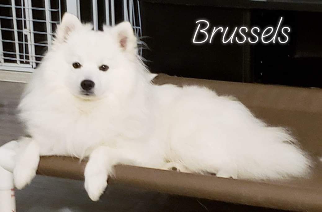 Wynneiras Polar Prince