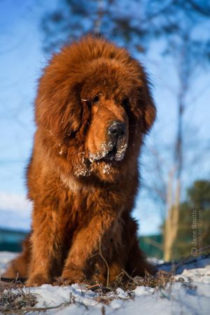 DACO TIANBAO OF JING XI KENNEL