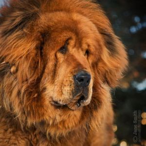 CAESY MEI OF LV YUAN QING KENNEL