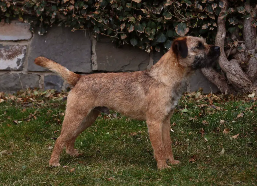 Chatmoss Charlie Boy