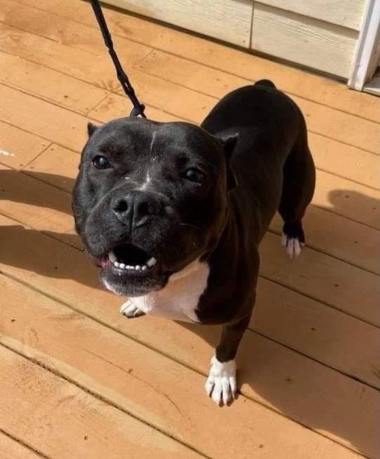 MoviestarBullldog Isaac’s Wildside