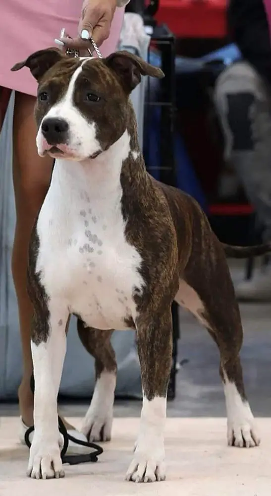 Amstaff sales major 2019