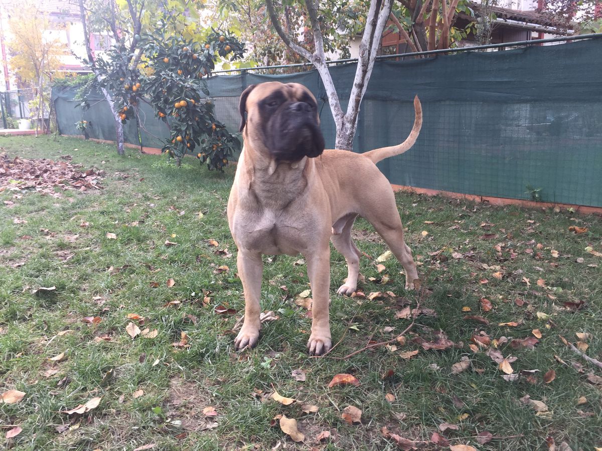 Flash Gordon from Family Loyal