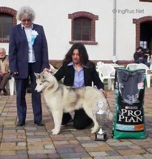 Blue Merle Siberia Bricassart