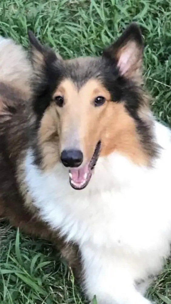 Temperance Rheign of Tehrror