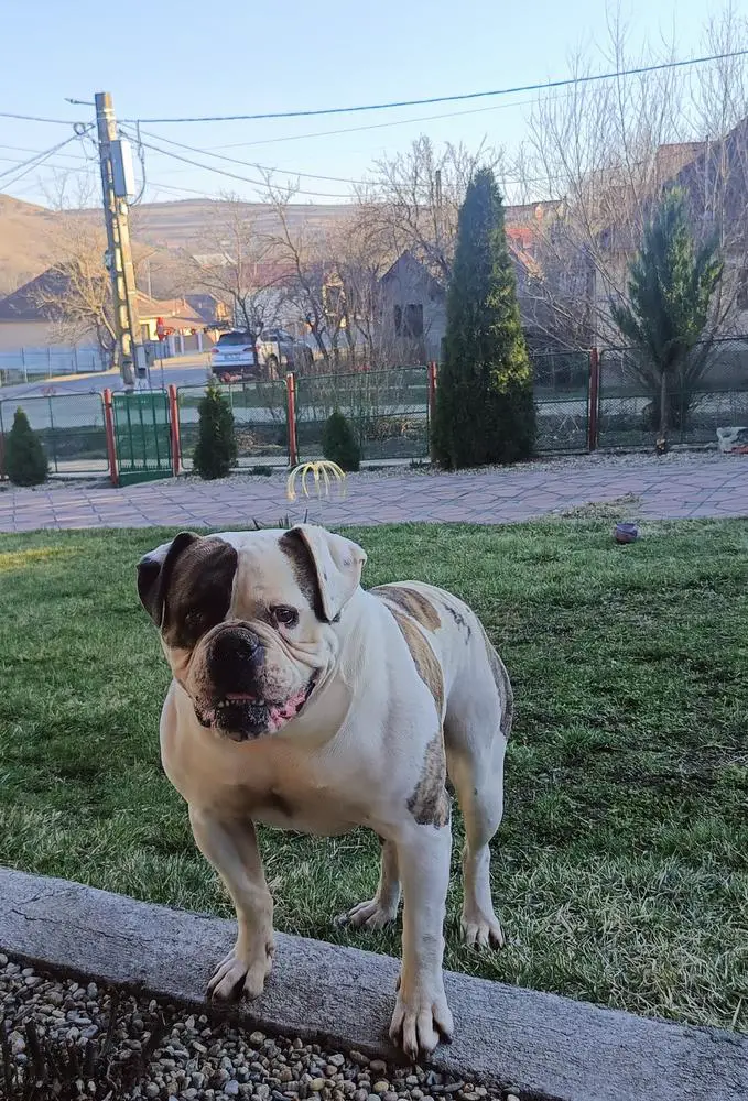 Berserkerbulls Alexander the Great