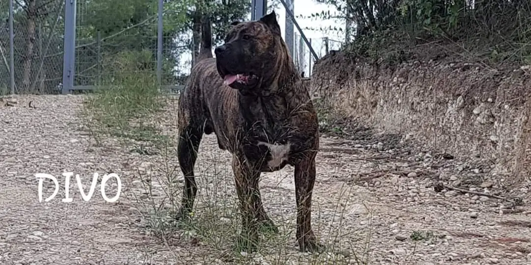 Divo de Casa del Presa