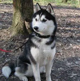 Husky Haven Chocolate Kiss