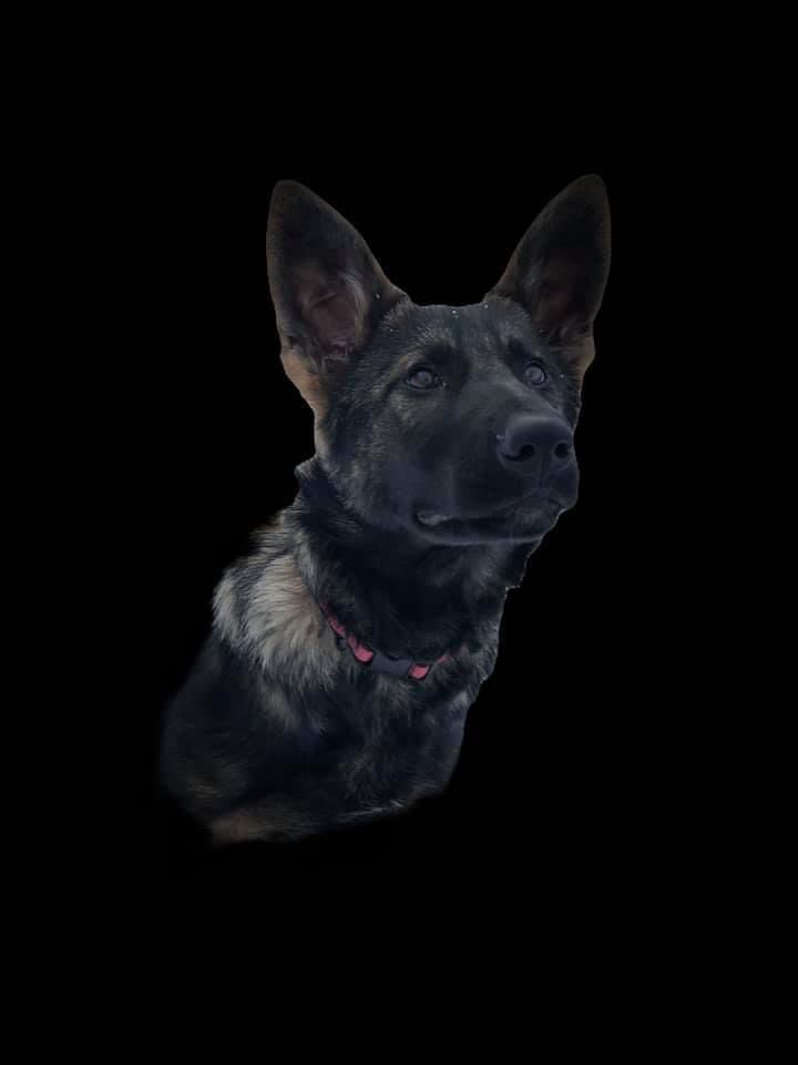 Godiva vom schönen Berg