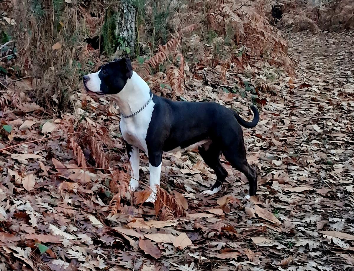 Sakura Our Black Panther of Stafford