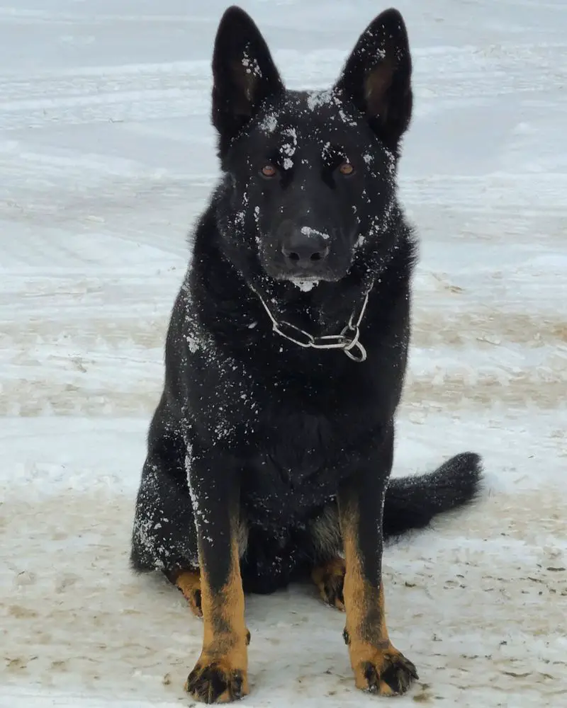 Nordosten kennels on sale