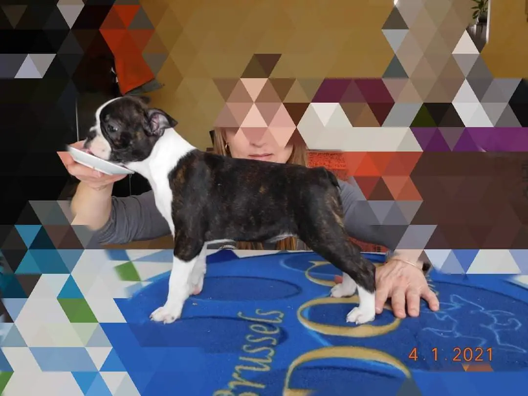 Rosélia de L'Esprit du Chien