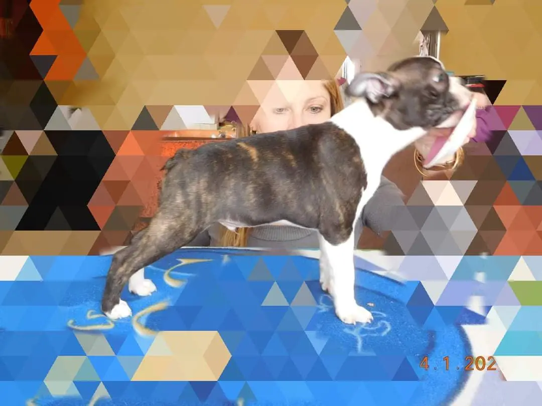 Rubis de L'Esprit du Chien
