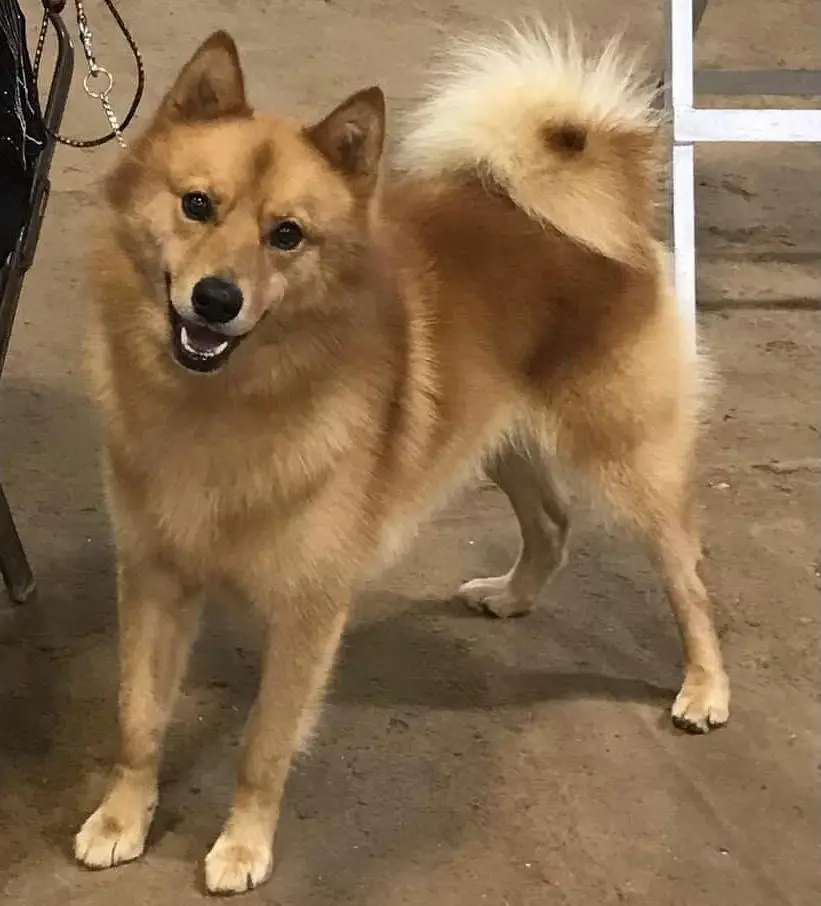 Suomi's Heir Apparent For Ajuaq