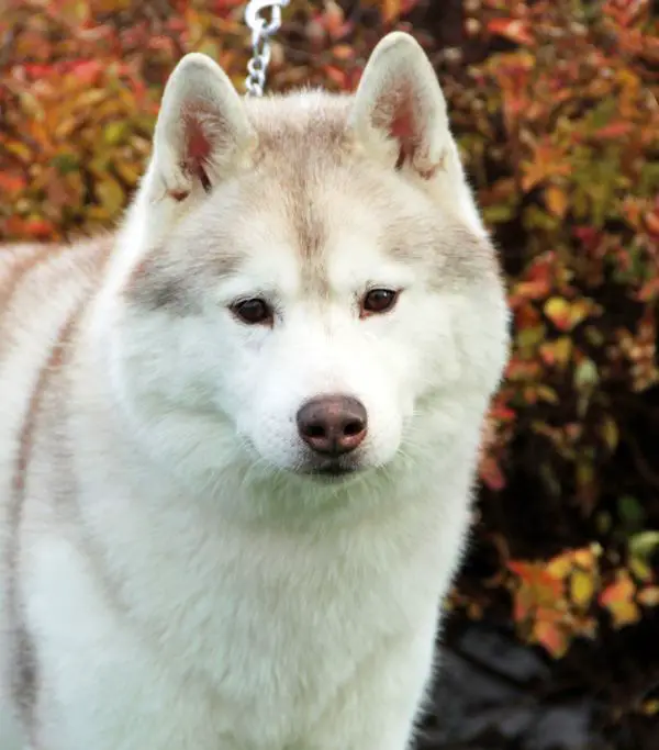 Huskavarna's Medaglia D'Oro
