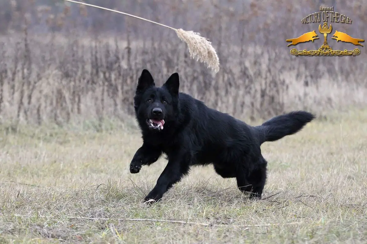 Black grey german best sale shepherd