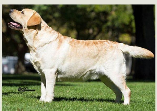 Talimar's Country Mile