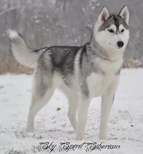 Sky Spirit Siberians Spark Of Shasta