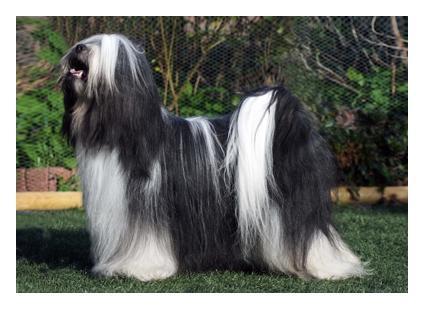 WANTED NICE DOG'S FAROUK LAMLEH