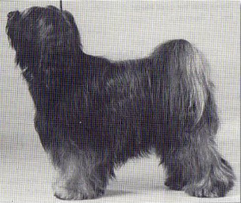 LAIKO FROM THE GOOD HEATH