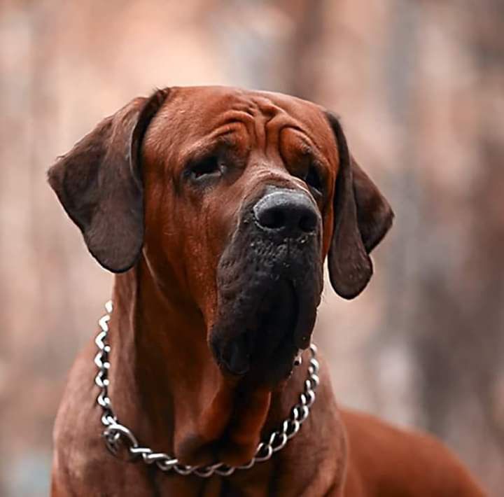 DIZEL ROYAL MOLOSS KENNEL