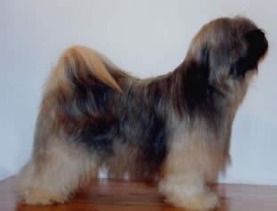 SCHANTI'S REGGI-LAMLEH