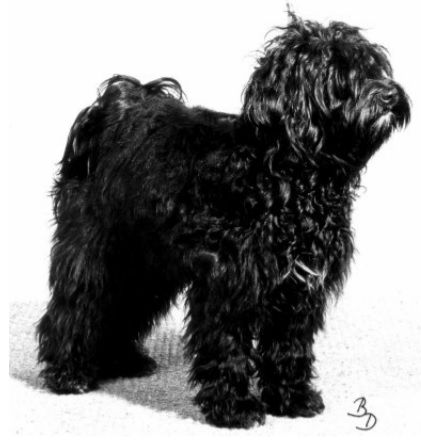 AKITA