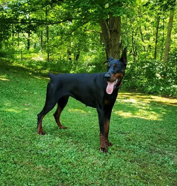 Under My Reign Skade Von Makkr