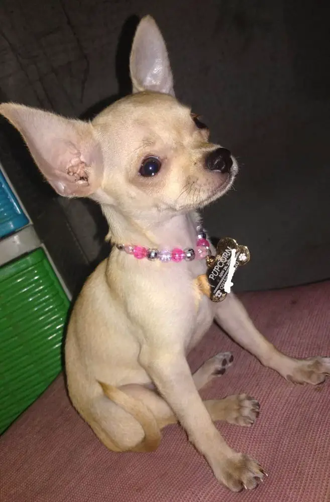 Pupcorn