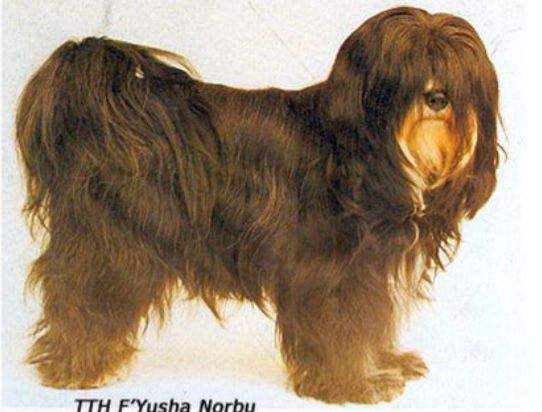 F'YUSHA NORBU