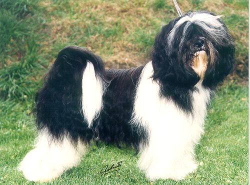 SILVERIDGE KISPIOX KANJURS