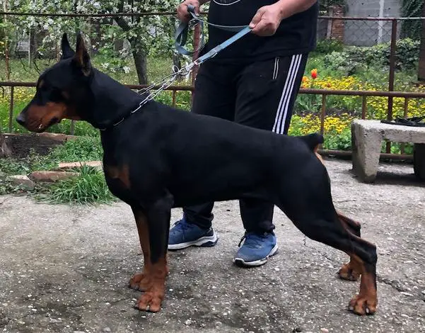 Vidar Zamolxis