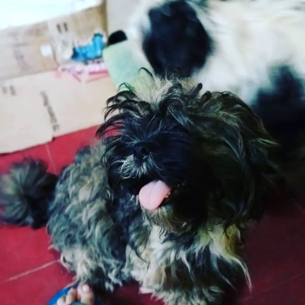 Elmo