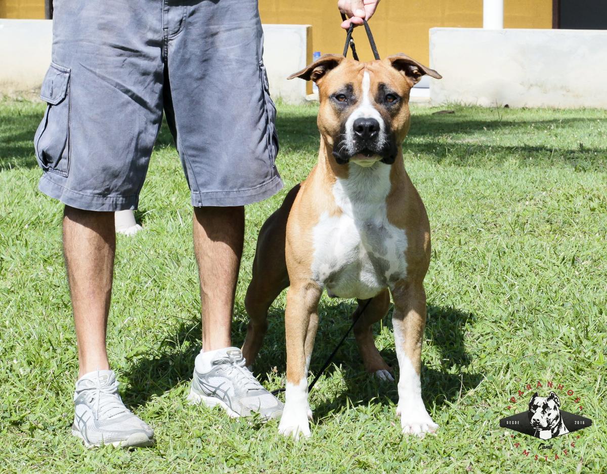 Male amstaff cheap