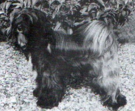 GORKYAI GHANI BODHI
