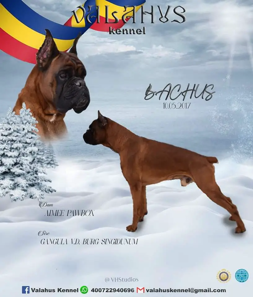 Bachus Valahus Kennel