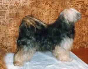 TOP DOG'S PRINCESS SERYULA