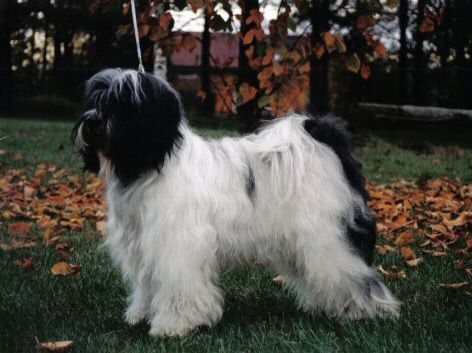 ROGELL'S HIIR-DE-MAR
