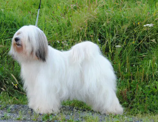 ROGELL'S KA-MHO-MILLE