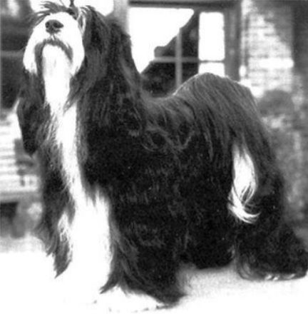 JIGME BORGI FROM THE GOOD HEATH