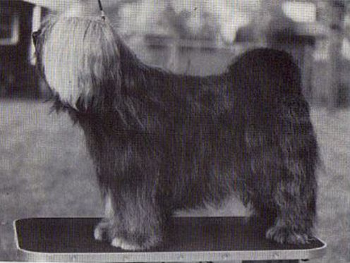GORKYAI CASTOR ERICSON