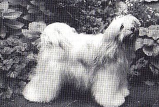 KARAMAIN PLATINUM BLONDE