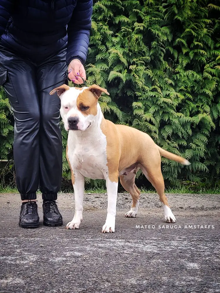 Pedigree hotsell database amstaff