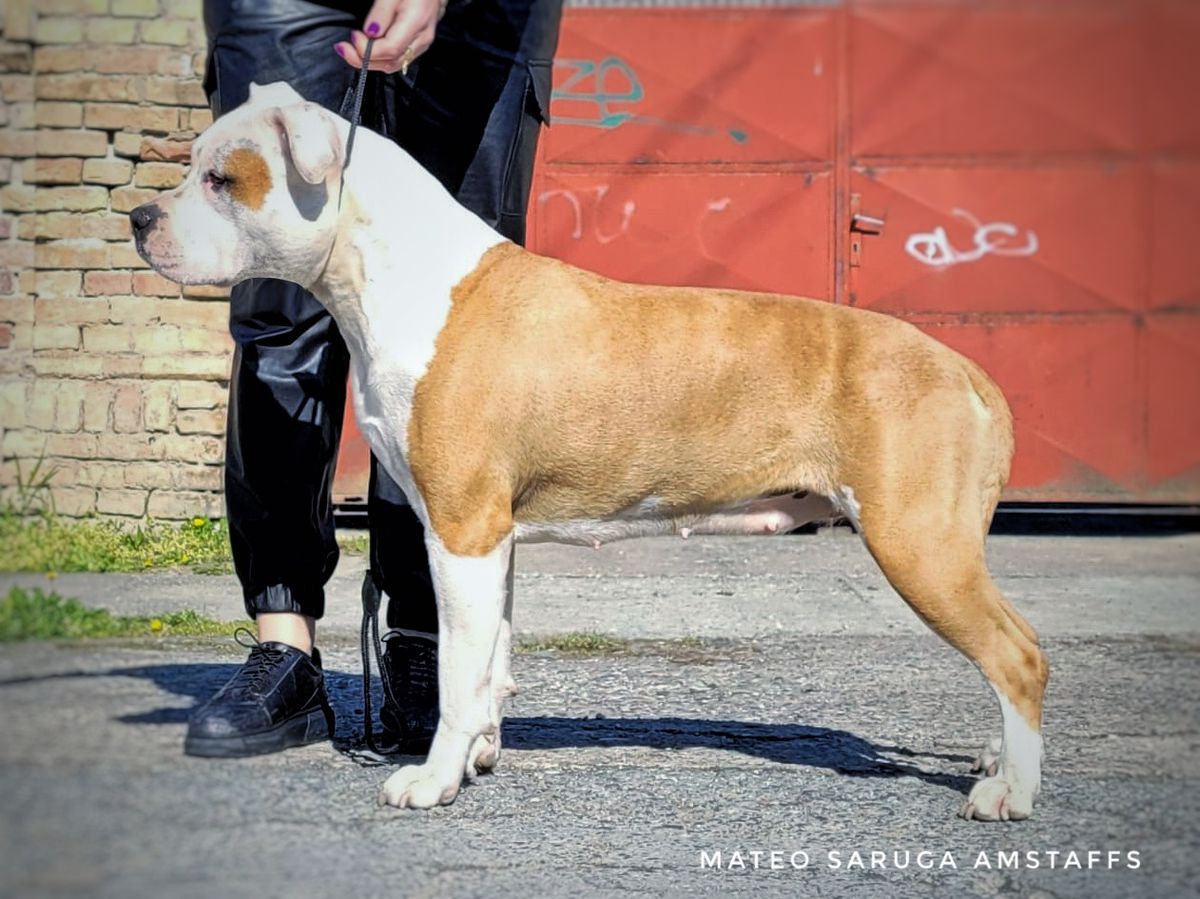 Pedigree hotsell database amstaff
