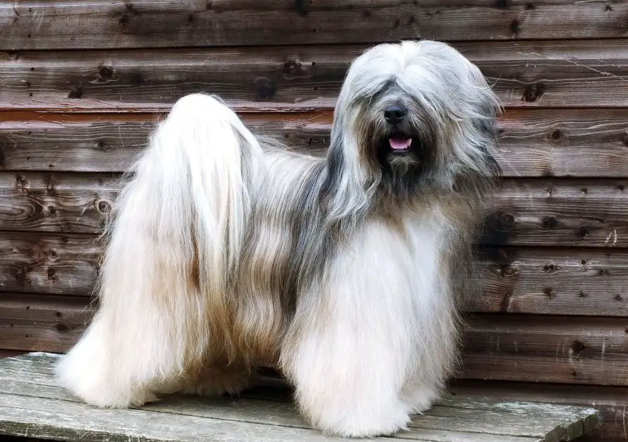 SILGARHI FERGUS