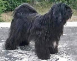 DALGHANI'S SHIKAR OF ATSHARBA