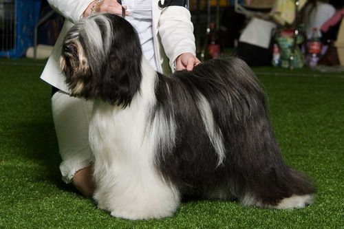 BARNSTORM DZINE BEST OF BOTH WORLDS FOR FALAMANDUS