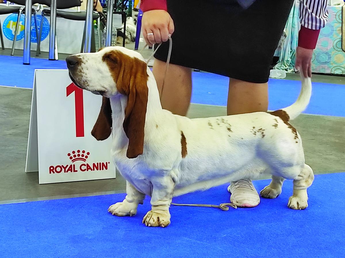 KLEMENTINA Long Castle Hound