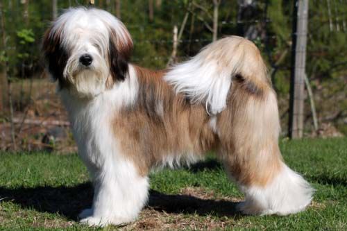 FALAMANDUS NEW NAME FOR LILASONG