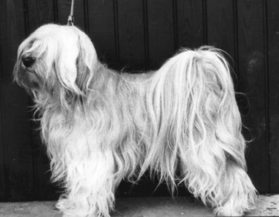BHOTIA